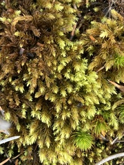 Aulacomnium palustre