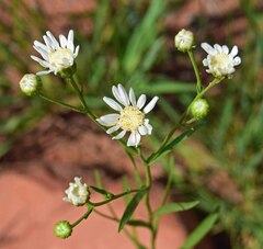 Solidago ptarmicoides