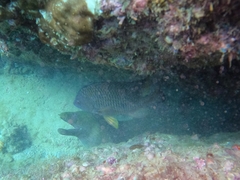 Stegastes flavilatus