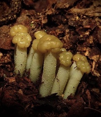 Leotia lubrica
