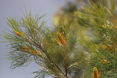 Grevillea pteridifolia