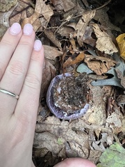 Thaxterogaster purpurascens