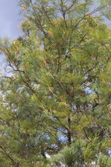 Grevillea pteridifolia