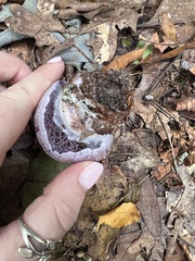 Thaxterogaster purpurascens