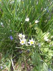 Nothoscordum bivalve
