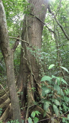 Terminalia amazonia