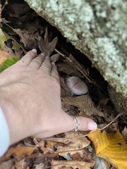 Thaxterogaster purpurascens