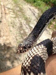 Pituophis melanoleucus melanoleucus