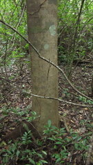 Hymenaea courbaril