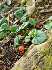 Geophila repens
