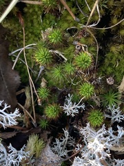 Polytrichum