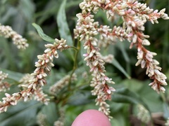 Persicaria lapathifolia