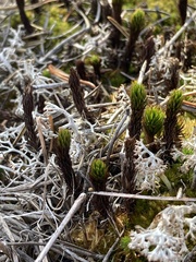 Polytrichum