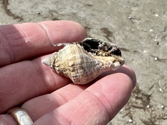 Stramonita canaliculata