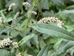 Persicaria lapathifolia