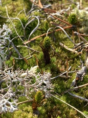 Polytrichum