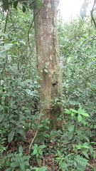 Hymenaea courbaril