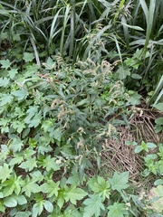 Persicaria lapathifolia