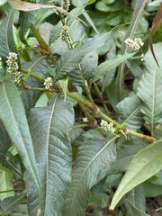 Persicaria lapathifolia