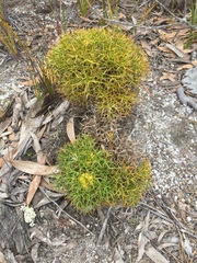Isopogon ceratophyllus