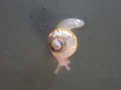 Dendrolamellaria mathewsi