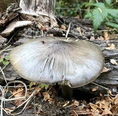 Pluteus exilis