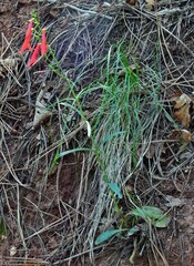 Penstemon barbatus