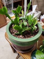 Schlumbergera truncata