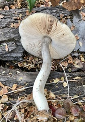 Pluteus exilis