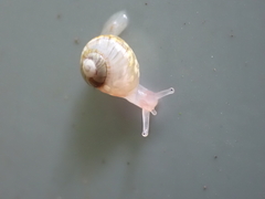 Dendrolamellaria mathewsi