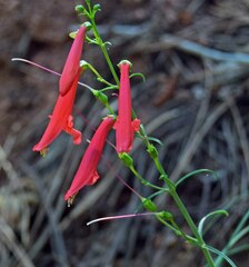Penstemon barbatus