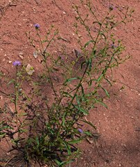 Dieteria bigelovii