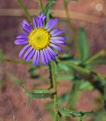 Dieteria bigelovii