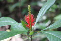 Aphelandra