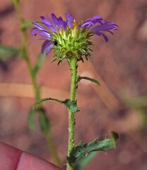 Dieteria bigelovii
