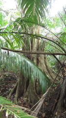Luehea seemannii