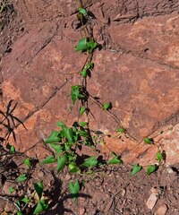Fallopia convolvulus