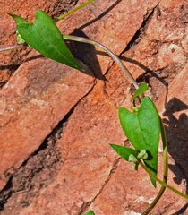 Fallopia convolvulus