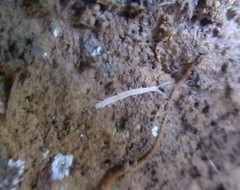 Scolopendrellidae