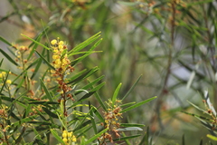 Acacia simsii