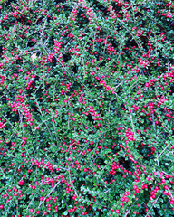 Cotoneaster horizontalis