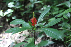 Aphelandra