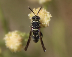 Leucospis