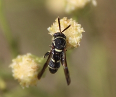 Leucospis