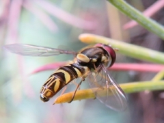 Allograpta neotropica