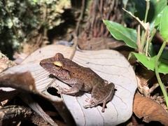 Craugastor crassidigitus