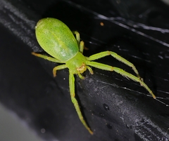 Cetratus rubropunctatus