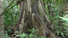 Ficus insipida image