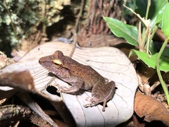 Craugastor crassidigitus