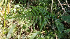 Pteris dispar